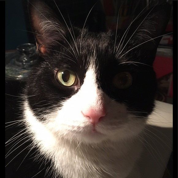 Meet your Posher, Veronika - Picture 4 of 5